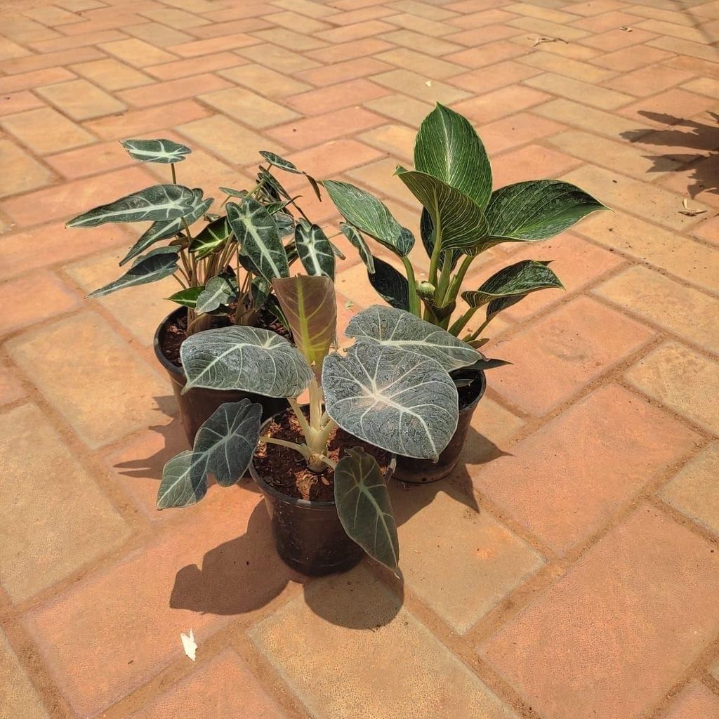 Buy Exotic Combo - Set of 3 -Alocasia (Black & Green) & Philodendron Birkin in 5 Inch Plastic Pot Online | Urvann.com Exotic Combo - Set of 3 -Alocasia (Black & Green) & Philodendron Birkin in 5 Inch Nursery Pot