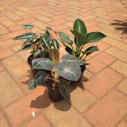 Buy Exotic Combo - Set of 3 -Alocasia (Black & Green) & Philodendron Birkin in 5 Inch Plastic Pot Online | Urvann.com