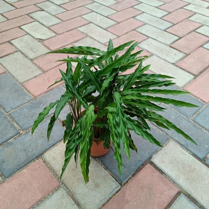Buy Alpinia Green in 5 Inch Plastic Pot Online | Urvann.com
