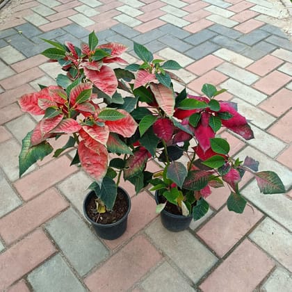 Buy Set of 2 - Poinsettia ( Red & Orange) in 6 Inch Plastic Pot Online | Urvann.com