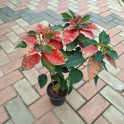 Buy Poinsettia Orange in 6 Inch Plastic Pot Online | Urvann.com