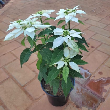 Buy Poinsettia / Christmas Flower Red White in 5 Inch Plastic Pot  Online | Urvann.com