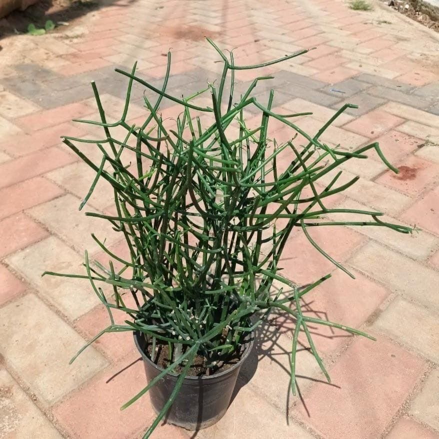 Pencil Cactus in 6 Inch Nursery Pot