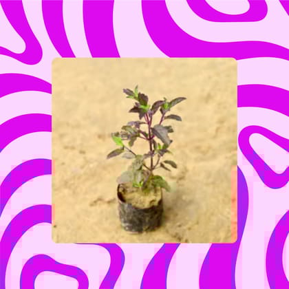 Free Gift - Shyama Tulsi in 3 Inch Nursery Bag - Flash Sale