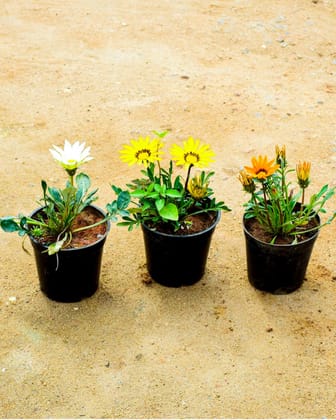 Set of 3 - Gazania (Orange, Yellow & White) in 4 Inch Nursery Pot