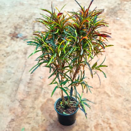 Croton Multi Colour in 7 Inch Nursery Pot