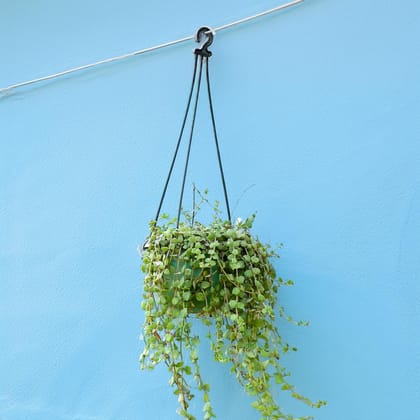 Turtle Vine Black in 5 Inch Hanging Basket