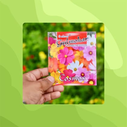 Free Gift - Cosmos Mixed Flower Seeds - Excellent Germination - Flash Sale