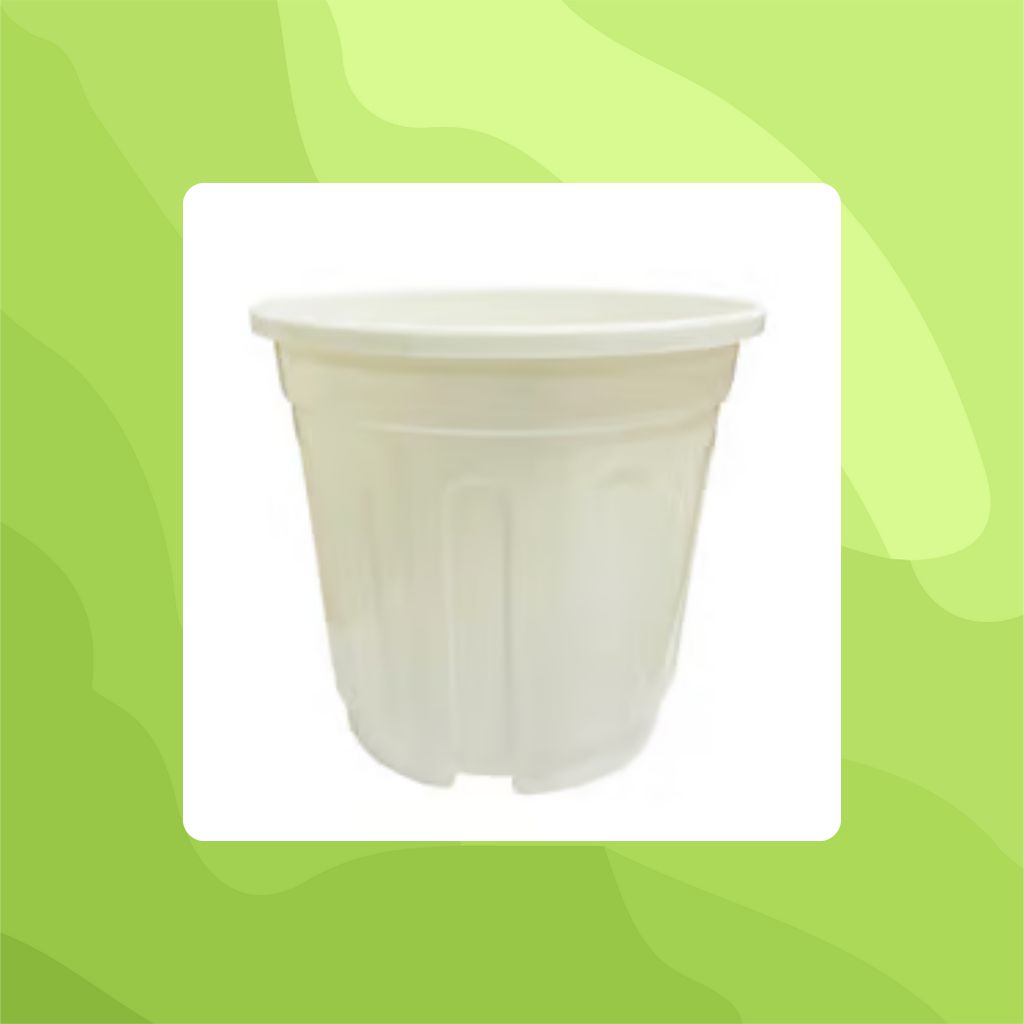 Free Gift - 6 Inch White Super Nursery Pot - Flash Sale Free Gift - 6 Inch White Super Nursery Pot - Flash Sale
