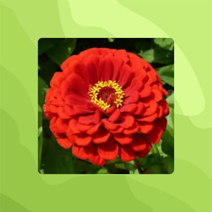 Free Gift - Zinnia Mixed Seeds  - Excellent Germination Summer Seeds - Flash Sale