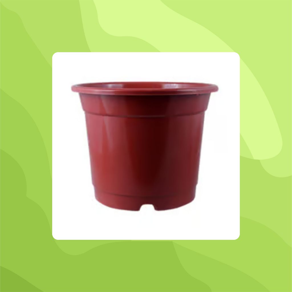 Free Gift - 8 Inch Red Nursery Pot - Flash Sale
