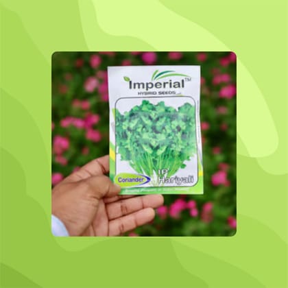 Free Gift - Coriander / Dhaniya Seeds - Excellent Germination - Flash Sale