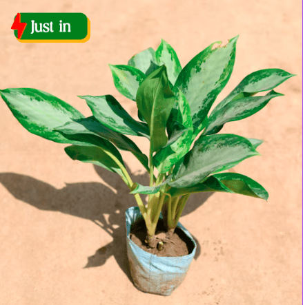 Aglaonema Broad Leaf in 8 Inch Nursery Bag