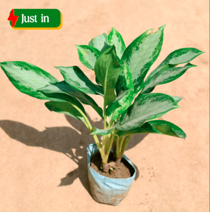 Aglaonema Broad Leaf in 8 Inch Nursery Bag
