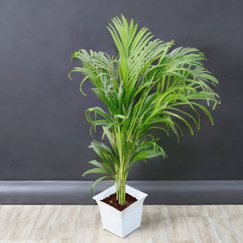 Areca palm (~ 3 Ft) in 8 Inch White Premium Tokyo Square Plastic Pot
