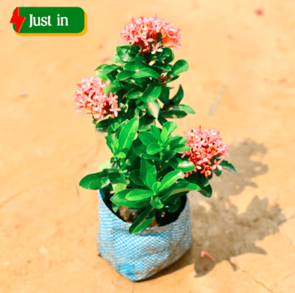 Ixora Dwarf Pink in 4 Inch Nursery Bag