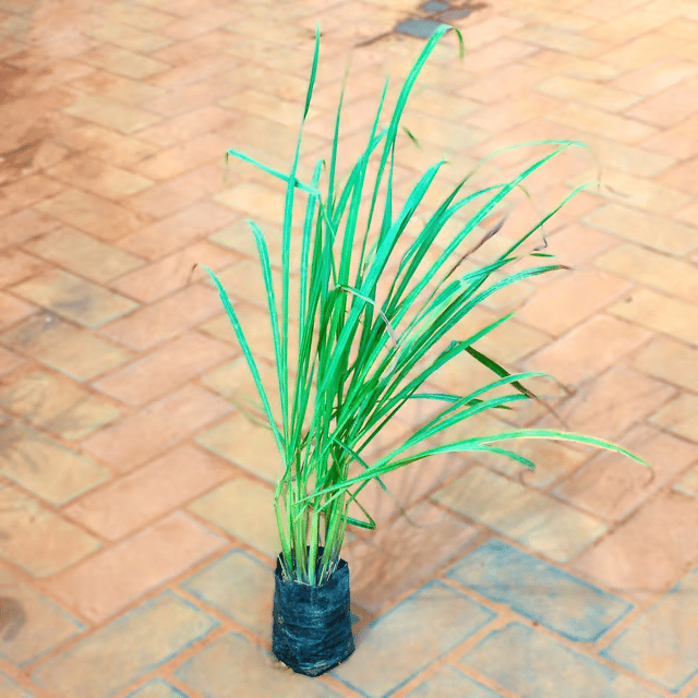 Lemon Grass in 5 Inch Nursery Bag Lemon Grass in 5 Inch Nursery Bag