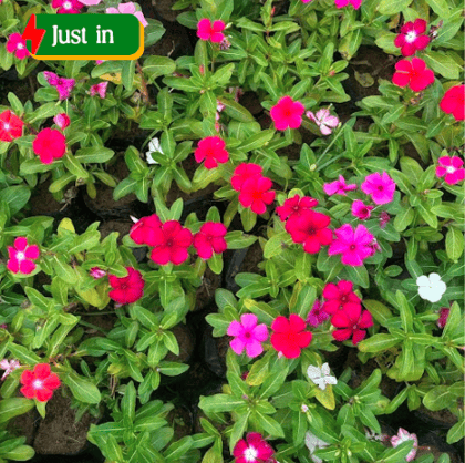 Set of 3 - Vinca / Periwinkle / Sadabahar (any colour) in 3 Inch Nursery bag