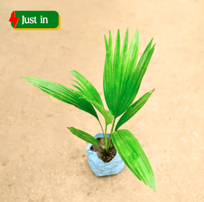 China Palm / Fan Palm in 4 Inch Nursery Bag