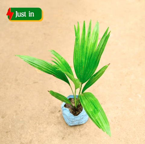 China Palm / Fan Palm in 4 Inch Nursery Bag