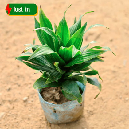 Dracaena Compacta in 4 Inch Nursery Bag