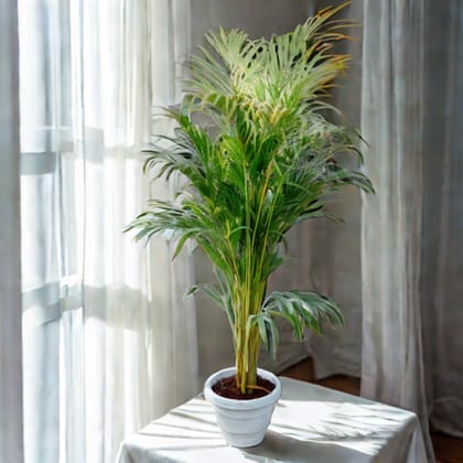 Areca palm in 10 Inch Classy White Plastic Pot