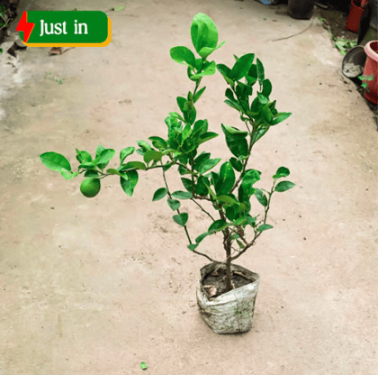 Lemon / Nimbu Plant (~ 2 Ft) in 8 Inch Nursery Bag