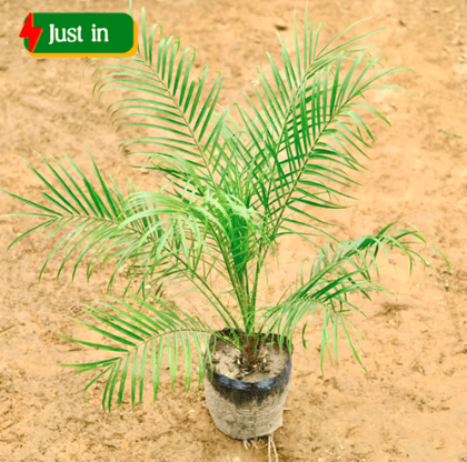 Phoenix Palm in 10 Inch Nursery Bag