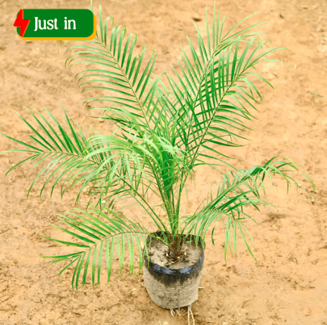 Phoenix Palm in 12 Inch Nursery Bag