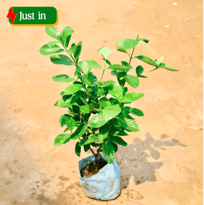 Gandhraj / Gardenia in 8 Inch Nursery Bag