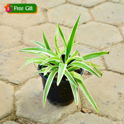 Free Gift - Spider Plant in 5 inch Nursery Pot - Flash Sale