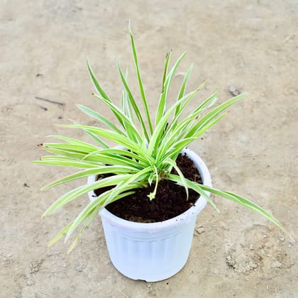Buy Spider in 6 Inch Nursery Pot Online | Urvann.com