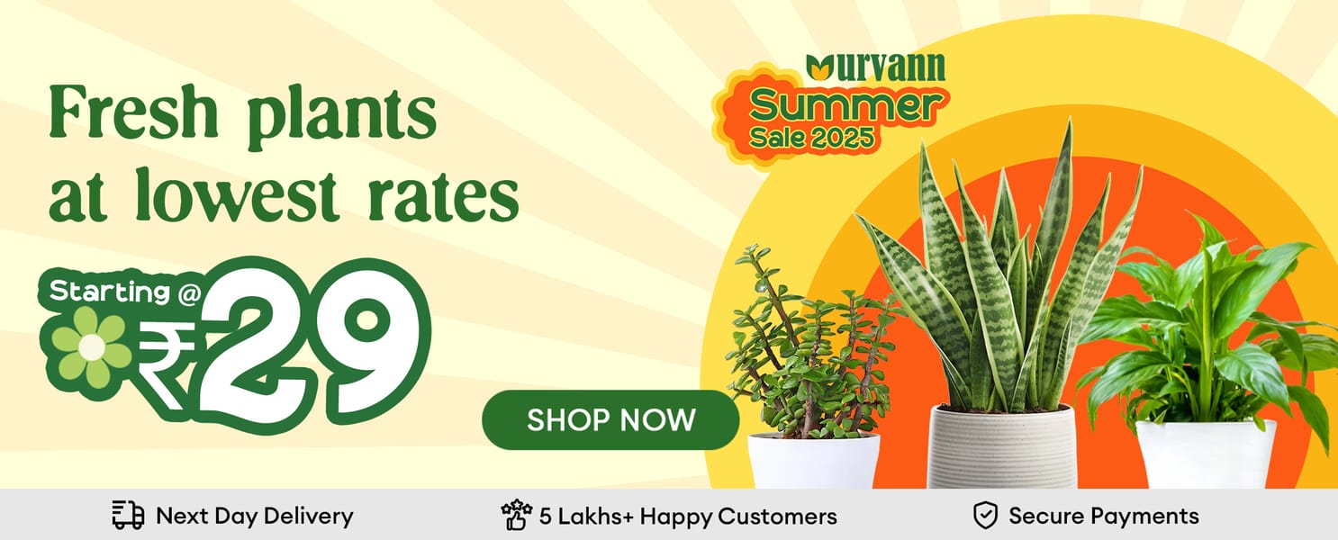 All plants