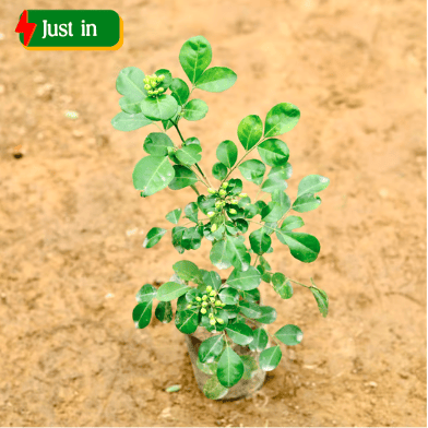 Murraya / Madhu Kamini (~ 1 Ft) in 5 Inch Nursery Bag
