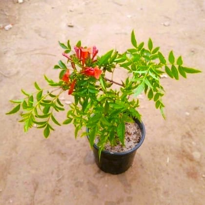 Tecoma Orange pune in 6 Inch Nursery Pot