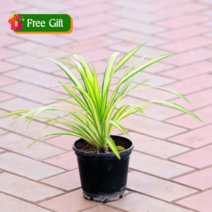 Free Gift - Spider Golden in 5 inch Nursery Pot - Flash Sale