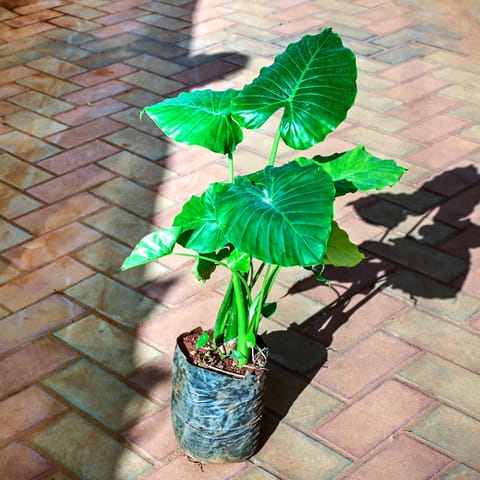 Alocasia Wentii in 8 Inch Nursery Bag