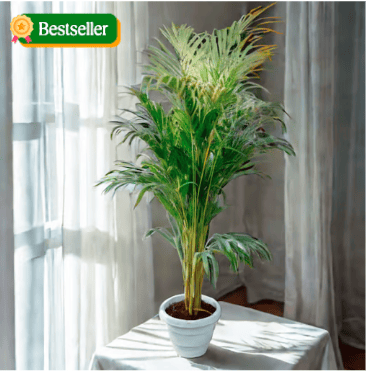 Areca palm in 10 Inch Classy White Plastic Pot