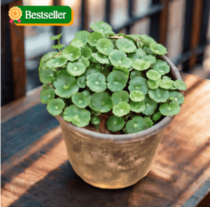 Pennywort / Coin Plant / Brahmi Dollar Plant in 5 Inch Nursery Pot