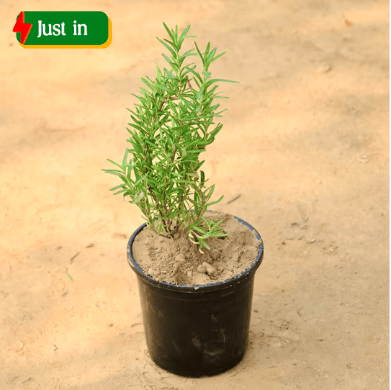 Rosemary in 6 Inch Nursery Pot