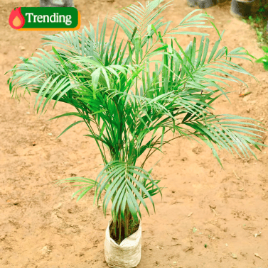 Areca Palm (4-5 Ft) in 8 Inch Nursery Bag