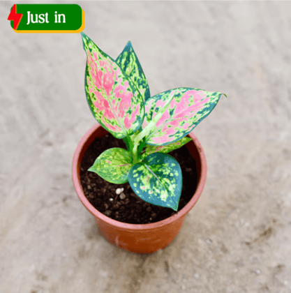 Aglonema Pink Seedling Plant in 4 Inch Nursery Pot