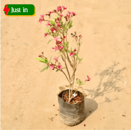 Kaner / Oleander (Any Colour) in 8 Inch Nursery bag