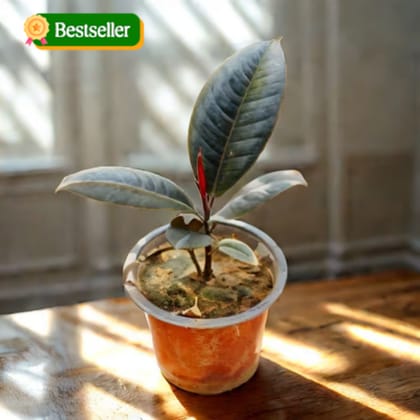 Rubber Black in 4 Inch Nursery Pot