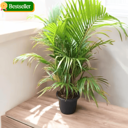 Areca Palm (~ 3 ft) in 10 Inch Nursery Pot