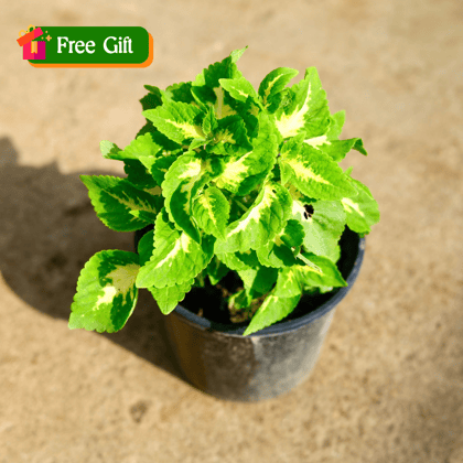 Free Gift - Coleus (any colour & Design) in 4 Inch Nursery Pot - Flash Sale