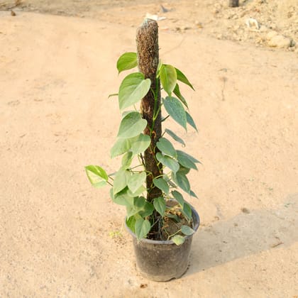 Buy Oxycardium with 3 Ft Moss Stick in 10 Inch Nursery Pot Online | Urvann.com