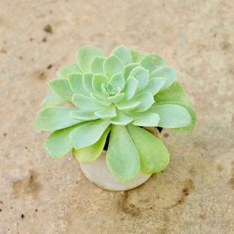 Echeveria Elegans in 3 Inch Nursery Pot