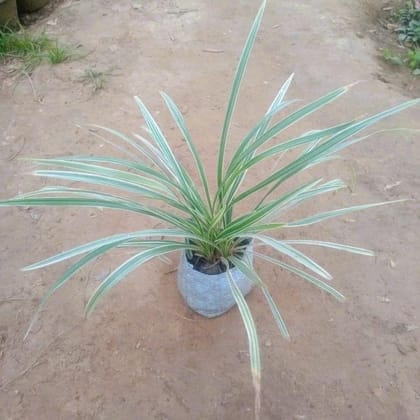 Buy Ribbon Grass In 4 Inch Nursery Bag Online | Urvann.com