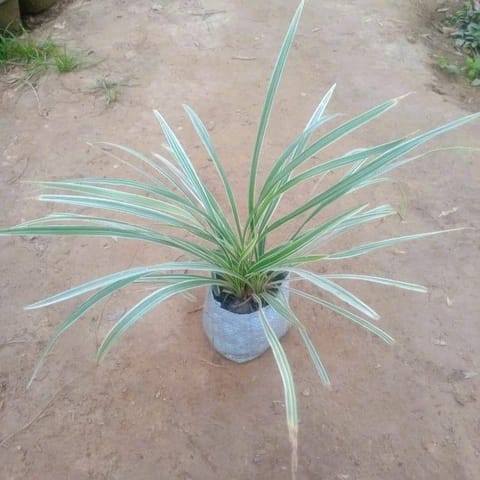 Ribbon Grass in 4 Inch Nursery Bag